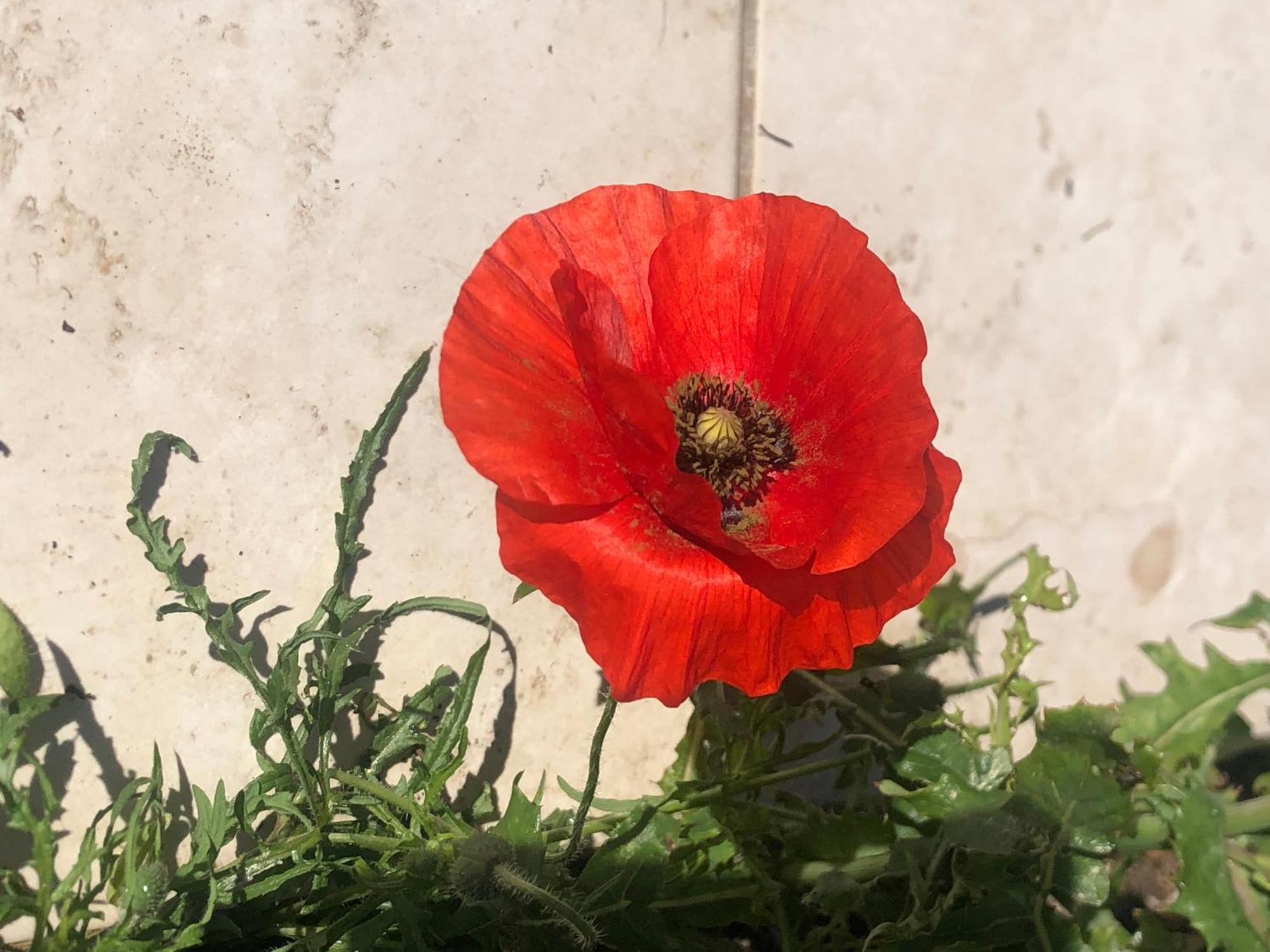 Chez Guy Bed & Breakfast Marsilya Dış mekan fotoğraf
